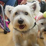 Small, white dog looking at the camera.